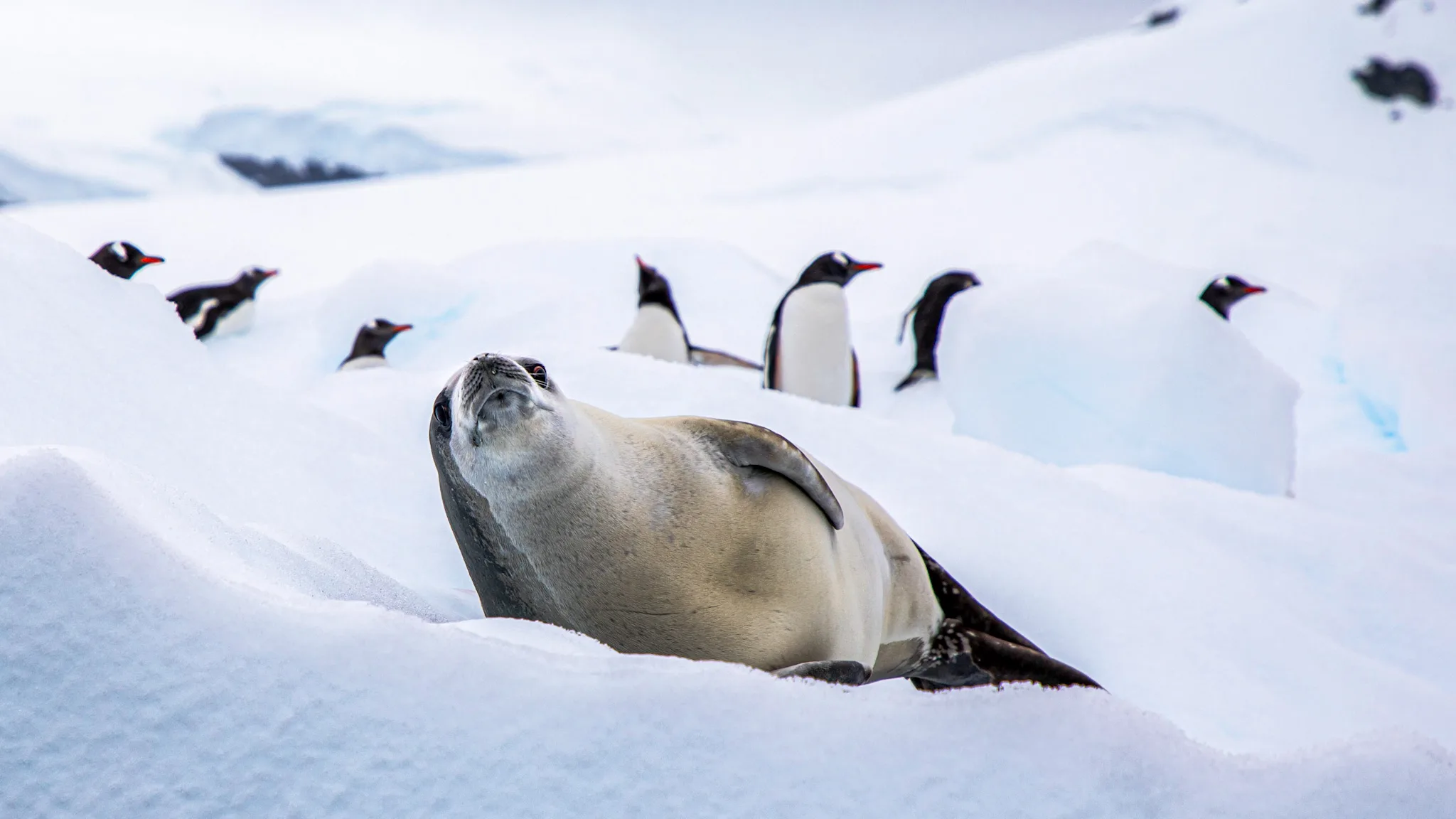 Foca descansa sobre el hielo entre un grupo de pingüinos